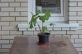 One black plastic flowerpot with a green ornamental plant stands on a brown wooden table Royalty Free Stock Photo