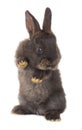 One black rabbit