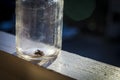 One black small spider in clear jar