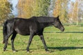 One black stallion walking on green grass. Side view Royalty Free Stock Photo