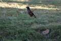 One black starling standing on grass background, selective focus, independence concept