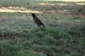 One black starling standing on grass background, selective focus, independence concept