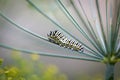 Black Swallowtail Caterpillar On A Dill Flower