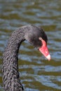One black swan with red beak, swim in a pond. Head and neck only. Reflections in the water. The sun shines on the feathers Royalty Free Stock Photo