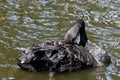 One black swan with red beak, swim in a pond. The swan itches with its beak in its feathers. Reflections in the water Royalty Free Stock Photo