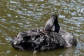 One black swan with red beak, swim in a pond. The swan itches with its beak in its feathers. Reflections in the water Royalty Free Stock Photo