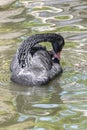 One black swan with red beak, swim in a pond. The swan itches with its beak in its feathers. Reflections in the water Royalty Free Stock Photo