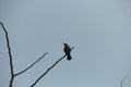 One black and White color birds are sitting on a leafless branch against the evening Cloudy skies. Royalty Free Stock Photo