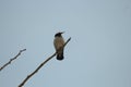 One black and White color birds are sitting on a leafless branch against the evening Cloudy skies in nature. Royalty Free Stock Photo