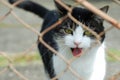 One black and white cat staring through wire fence Royalty Free Stock Photo