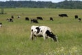 One black and white cow eats grass and wildflowers in the foreground in the summer Royalty Free Stock Photo