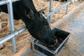 One black and white cow in stable on farm close up. Dairy cows in a farm. agriculture industry, farming and animal husbandry