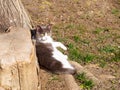 One black and white domestic cat sunbathing and watching us near a large tree in a spring park. Resting domestic cat outdoor Royalty Free Stock Photo