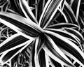 one striped plant monochromatic Royalty Free Stock Photo