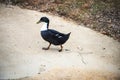 One black and white duck walking on the sidewalk at a park Royalty Free Stock Photo