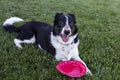 One black and white happy dog play with a red paper plate Royalty Free Stock Photo