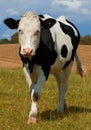 One black and white spotted Holstein cow on a sustainable farm pasture field in countryside. Raising and breeding