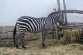 One black white zebra came to the hay and wants to eat. White black striped zebra