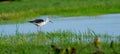 One black-winged stilt bird stand in swamp alone to look for food in water in area of southern part in Thailand Royalty Free Stock Photo