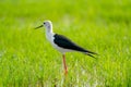 One black-winged stilt bird stand in swamp and grass field alone to look for food in water in area of southern part in Thailand Royalty Free Stock Photo