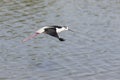 One Black-winged stilt flying away over water to safety Royalty Free Stock Photo