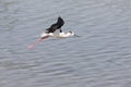 One Black-winged stilt flying away over water to safety Royalty Free Stock Photo