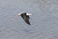 One Black-winged stilt flying away over water to safety Royalty Free Stock Photo