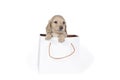 One blonde longhaired Dachshund dog pup in a shoppingbag isolated on a white background