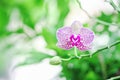 One bloom and one bud Orchid genus Vanda flowers purple on the tree Royalty Free Stock Photo