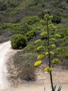 Blooming agave near Torre di Porto Corallo, Sardinia Royalty Free Stock Photo