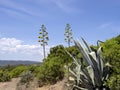 Blooming agave near Torre di Porto Corallo, Sardinia Royalty Free Stock Photo