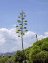 Blooming agave near Torre di Porto Corallo, Sardinia Royalty Free Stock Photo