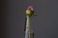 One blooming bud of a pink delicate isolated peony with green leaves in a glass vase with water on a gray background. Royalty Free Stock Photo