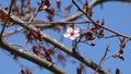 One blooming cherry plum on a tree branch. Royalty Free Stock Photo