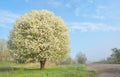 One blooming cherry tree Royalty Free Stock Photo