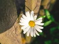 One blooming flower of camomile near the paling, summer or spring background. Royalty Free Stock Photo