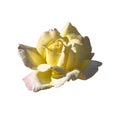 One blooming flower of delicate yellow rose isolated on white background. Close-up. Element of design. Royalty Free Stock Photo