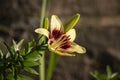 One blooming flower of an orange lily with maroon centers with unopened buds. . Macro Royalty Free Stock Photo