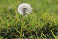 One blooming, fluffy dandelion flower on green grass Royalty Free Stock Photo