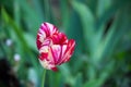 One blooming motley bright pink tulip with white veins on a flower bed.