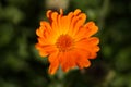 Orange flower marigold, top view