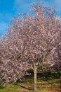 One blooming pink cherry tree with flowers, sakura blooming Royalty Free Stock Photo