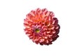 One blooming of pink dahlia flower isolated on white background. Close-up. Element of design. Royalty Free Stock Photo