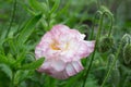 One Blooming pink poppy in the garden Royalty Free Stock Photo