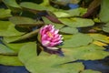 One blooming pink water lily flower in pond in botanical garden. Close-up. Royalty Free Stock Photo
