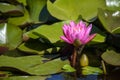 One blooming pink water lily flower in pond in botanical garden. Close-up. Royalty Free Stock Photo