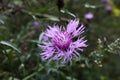 Purple safflower flower