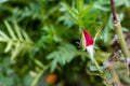 One blooming red rose bud with blurred background. natural concept Royalty Free Stock Photo