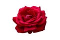 One red rose isolated on white background. Bloom of Lovely Flower. Vibrant rosebud. Royalty Free Stock Photo