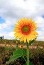 One of blooming sunflower in sunflowers-field and background of cloudy blue sky. Royalty Free Stock Photo